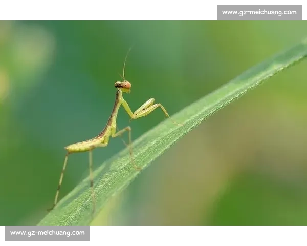 终点线前的 “螳螂”:跑者的失控与释放 终点线前的 “螳螂”:跑者的失控与释放